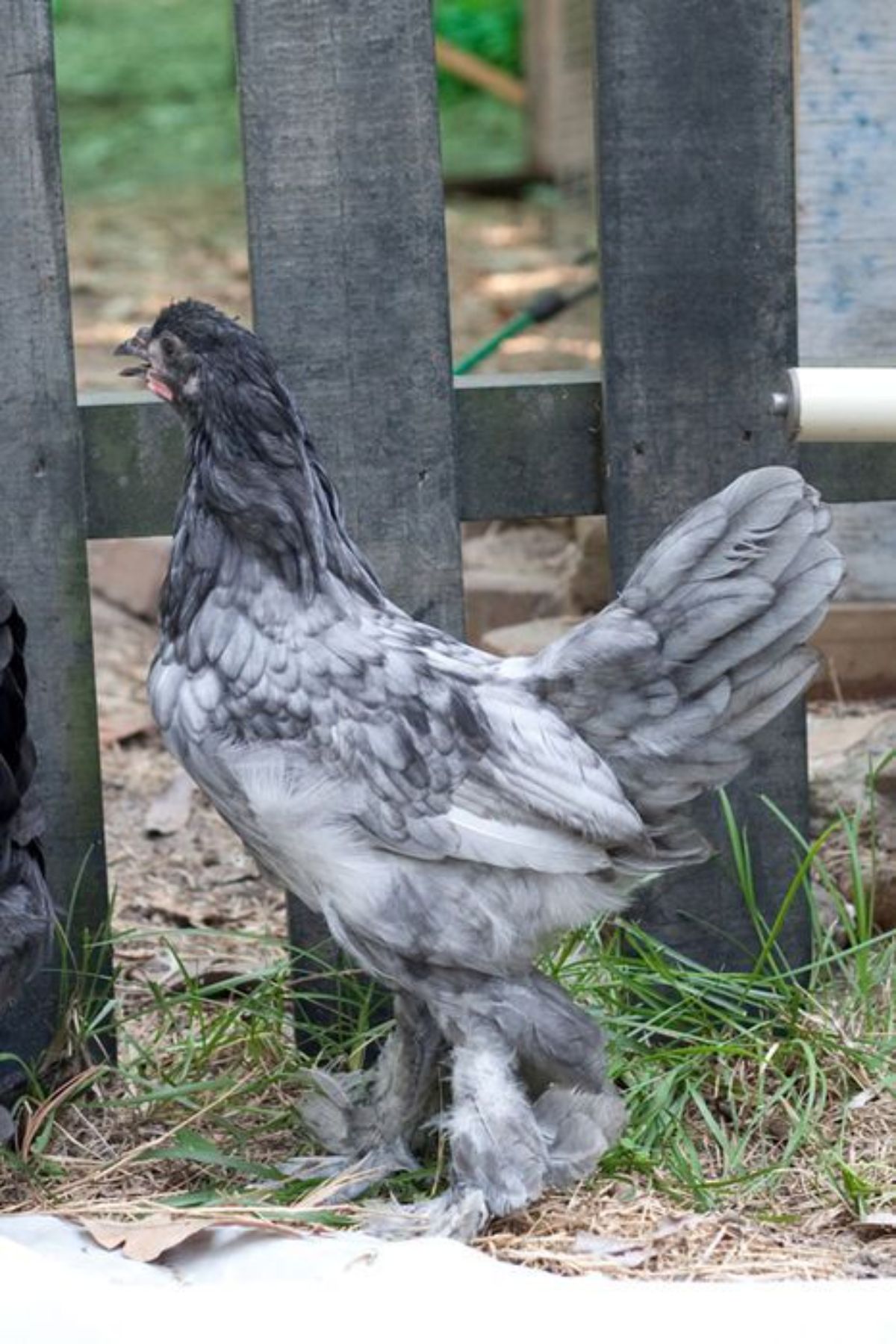 A gray Breda hen near a wooden fence.