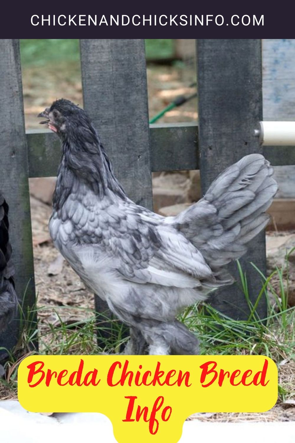 Breda Chicken Breed Info pinterest image.