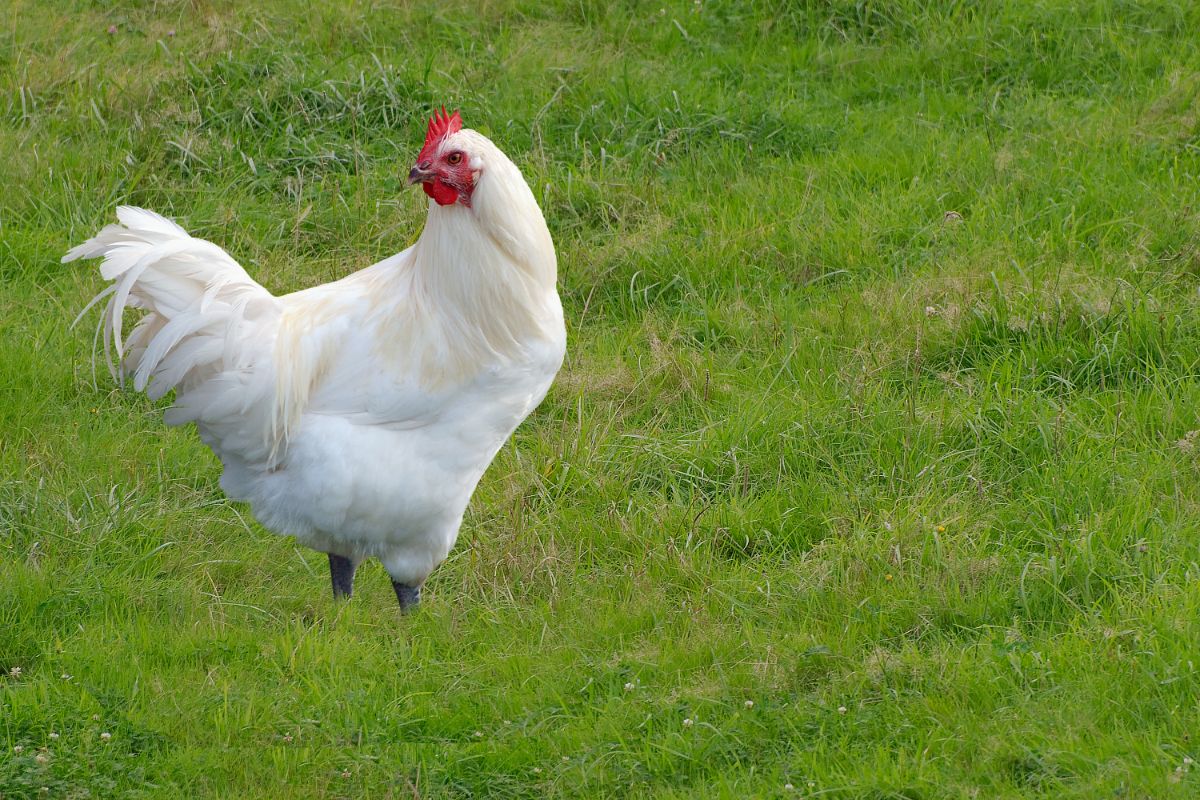 A beautiful Bresse Chicken on a green pasture.