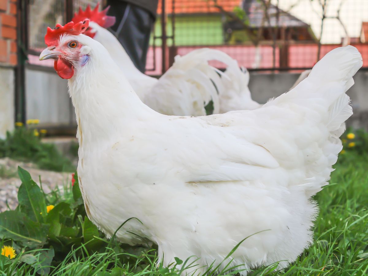 A close-up of a Bresse Chicken in a backyard.