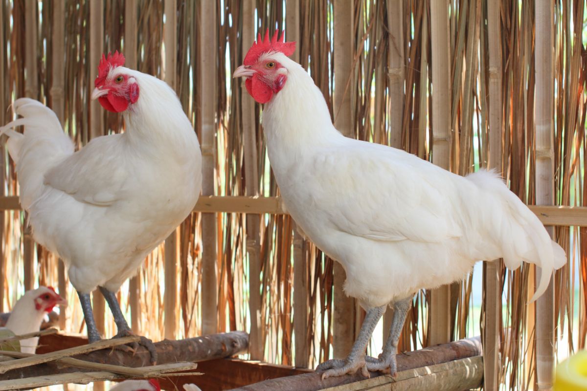Two Bresse Chickens roosting in a chicken coop.