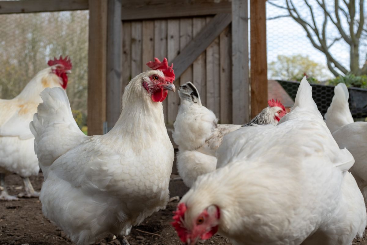 A Bresse Chicken flock in a chicken coop.