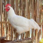 A white Bresse Chicken in a chicken coop.