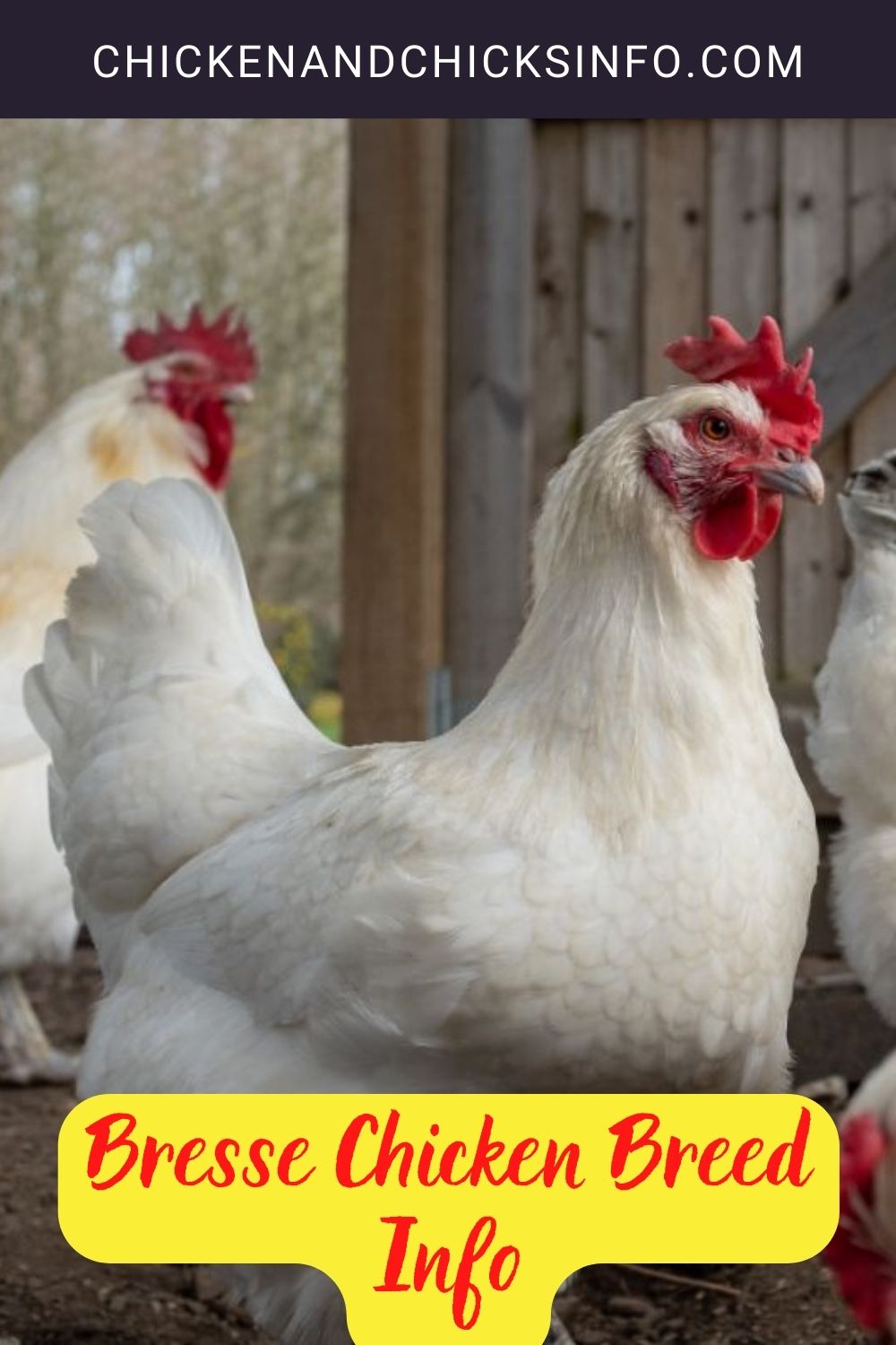 Bresse Chicken Breed Info pinterest image.
