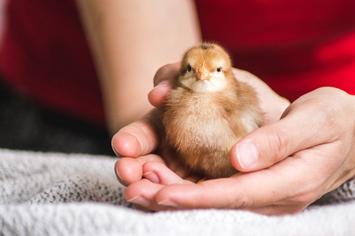 A cute brown chick sitting on human hands.