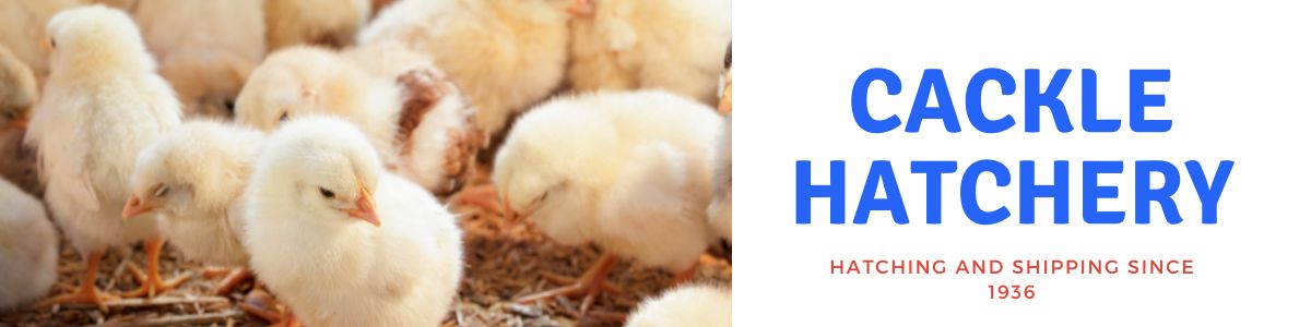 Breed Spotlight: Brahma Chickens - Cackle Hatchery