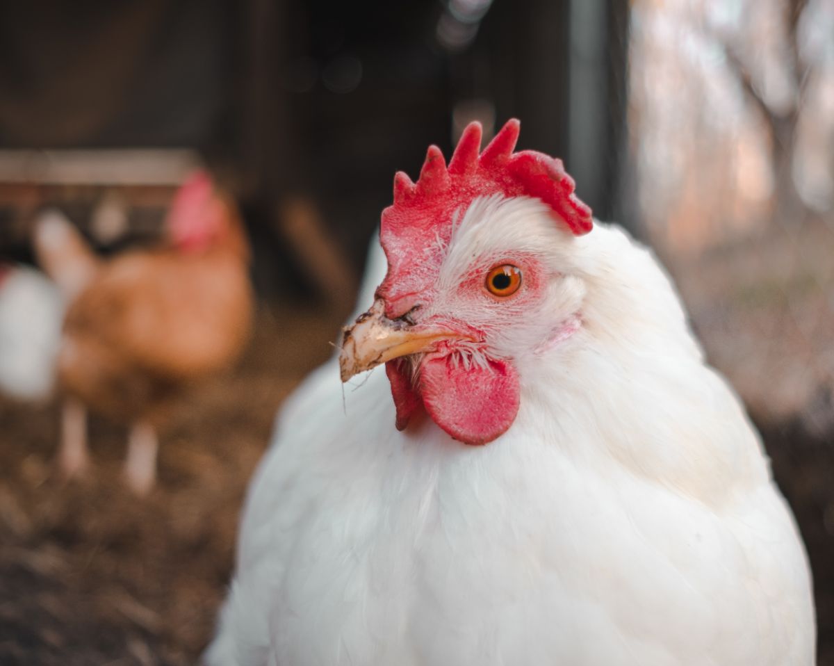 A close-up of a California White Chicken.