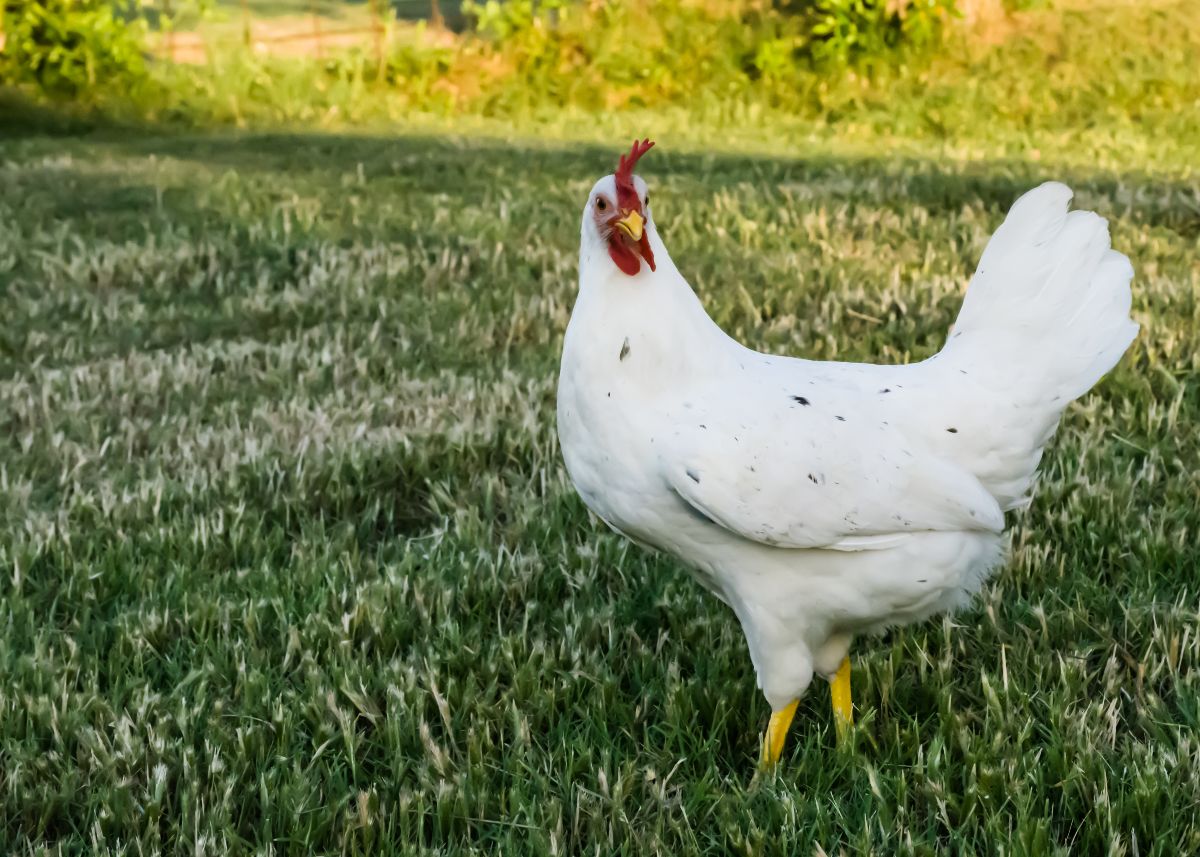 A young California White Chicken is standing on a green pasture.