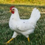 A young California White Chicken walking on a green pasture.