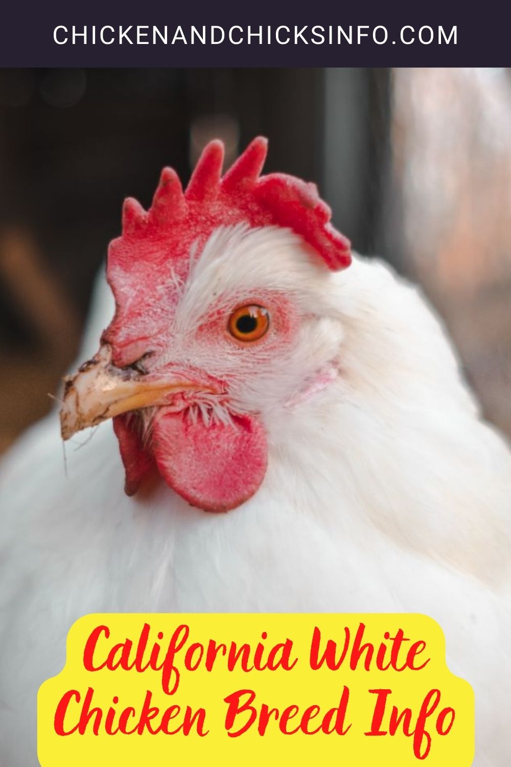 California White Chicken Breed Info pinterest image.