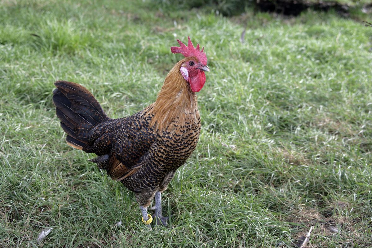 A golden Campine hen on green grass.