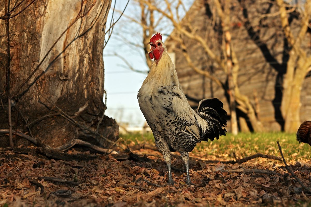 A silver Campine rooster crowing near a big tree.