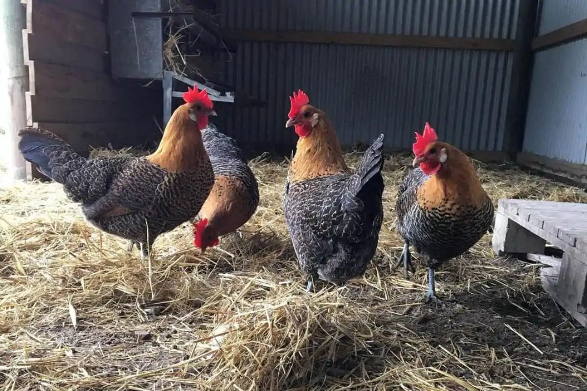 Four Campine hens in a chicken coop.