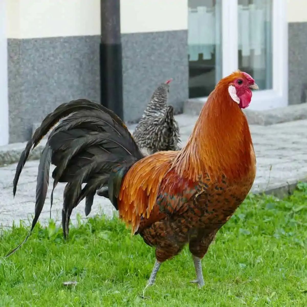 A cool-looking Campine hen on green grass in a backyard.