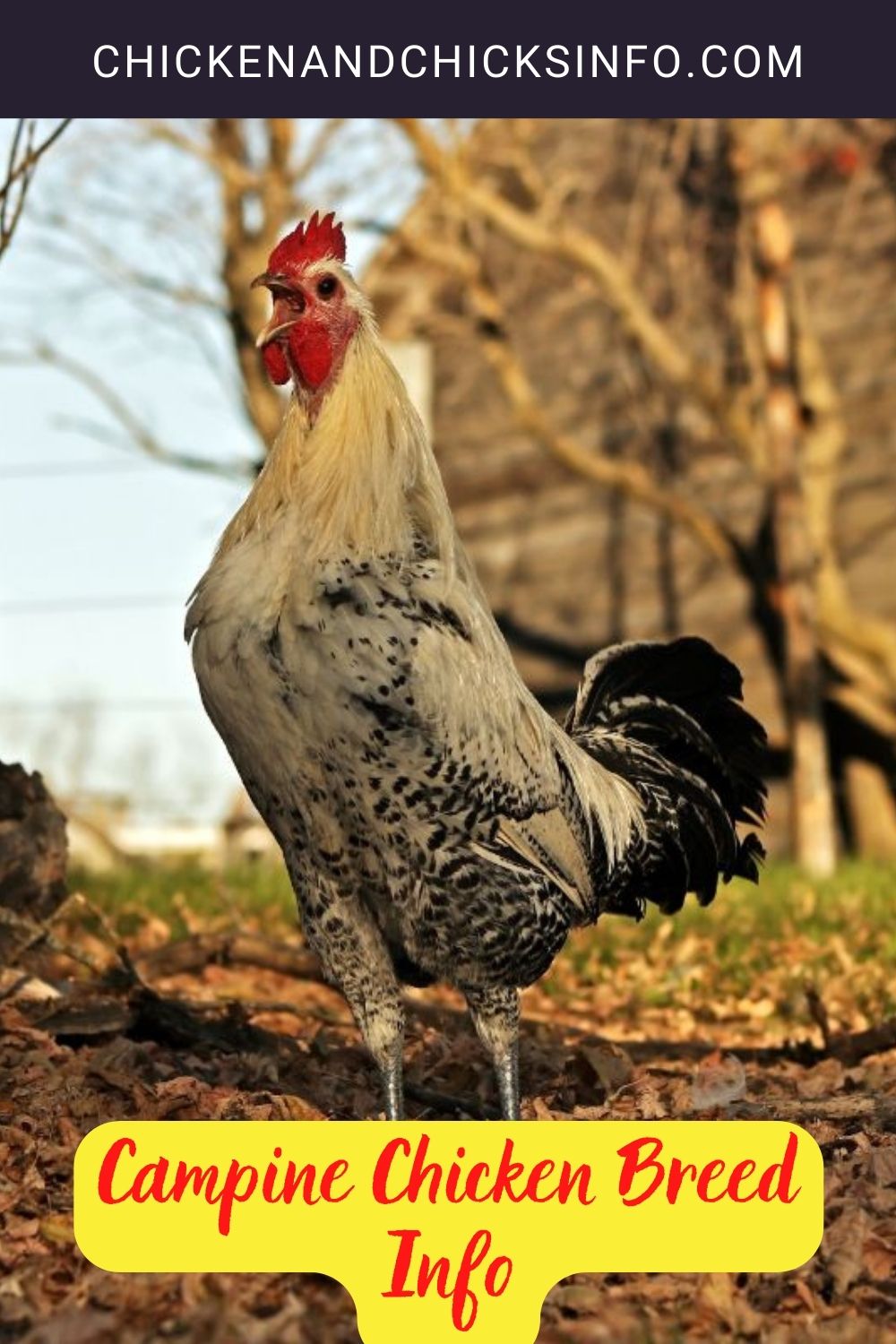 Campine Chicken Breed Info pinterseet image.