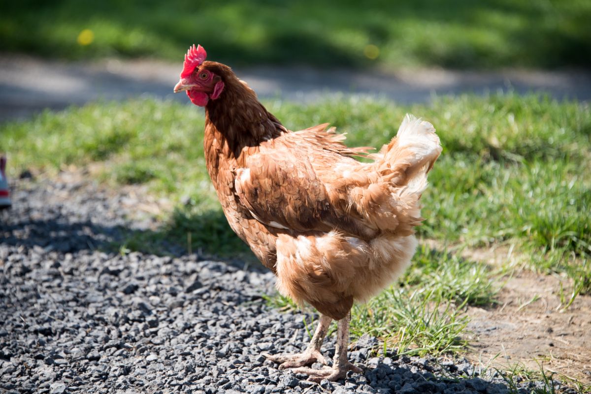 A brown Catalana Chicken standing on the rocky ground on a sunny day.