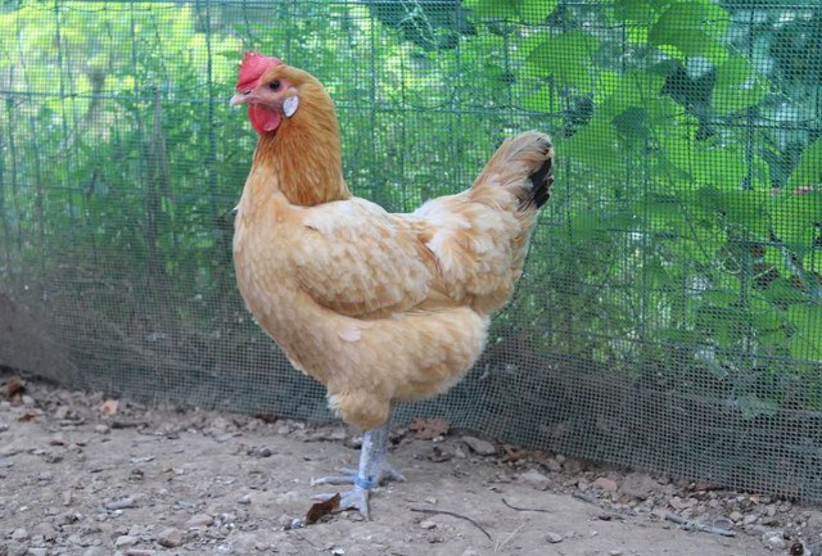 A brown Catalana Chicken is standing near a fence.