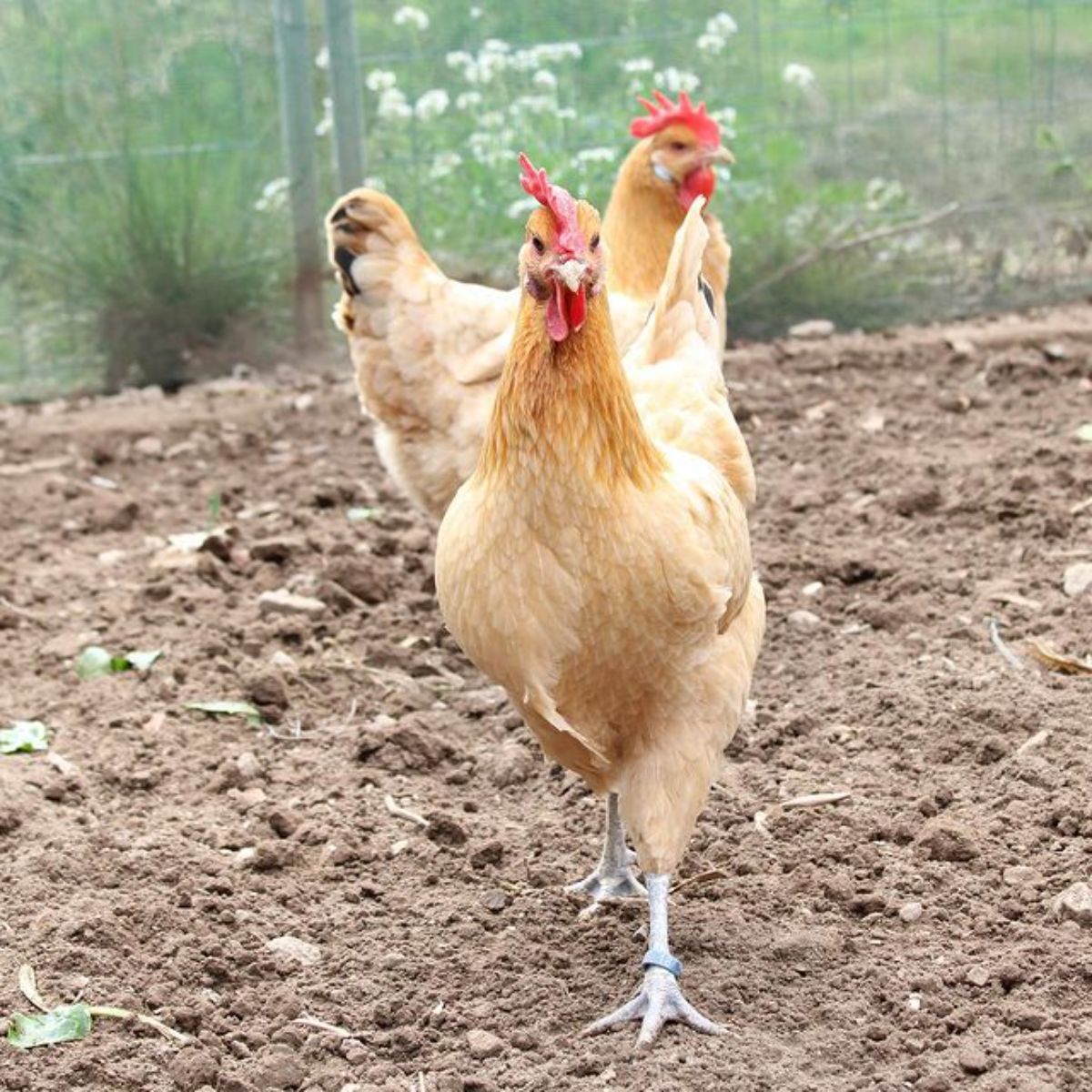 Two buff Catalana Chickens in a backyard.