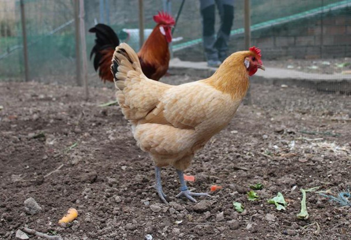 A buff Catalana Chicken in a backyard.