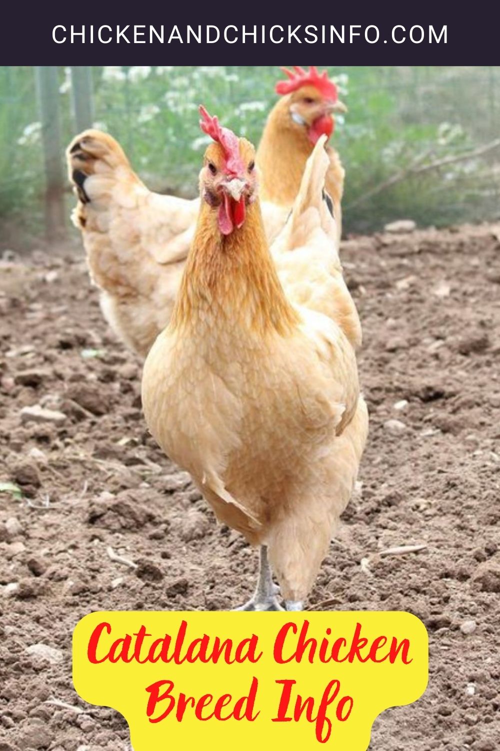 Catalana Chicken Breed Info pinterst image.