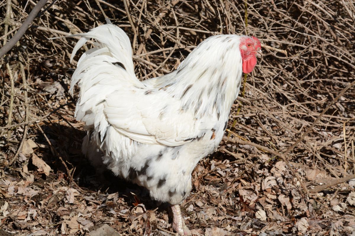 A white-gray Chantecler rooster in a backyard on a sunny day.