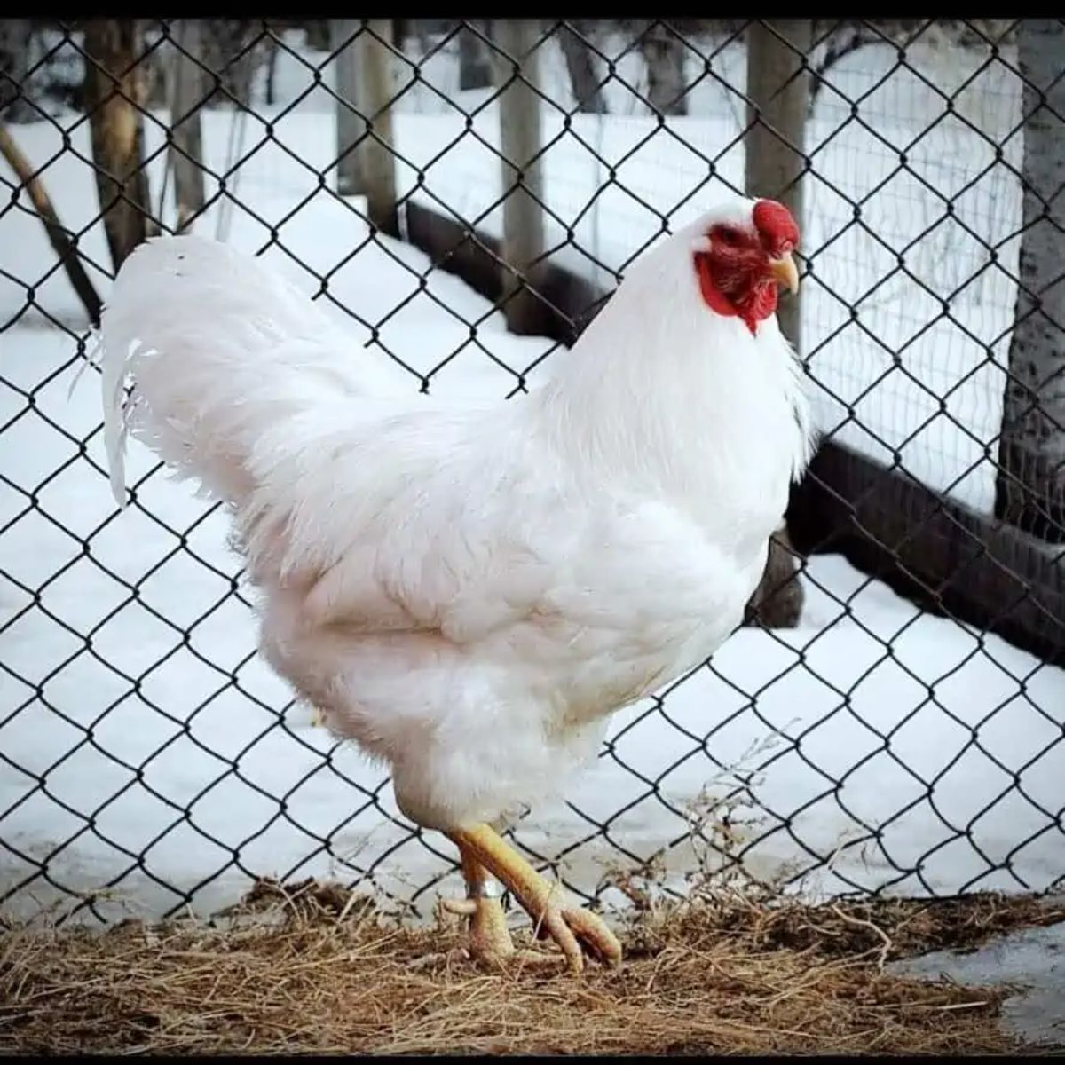 An adorable white Chantecler Chicken in a backyard near a fence.