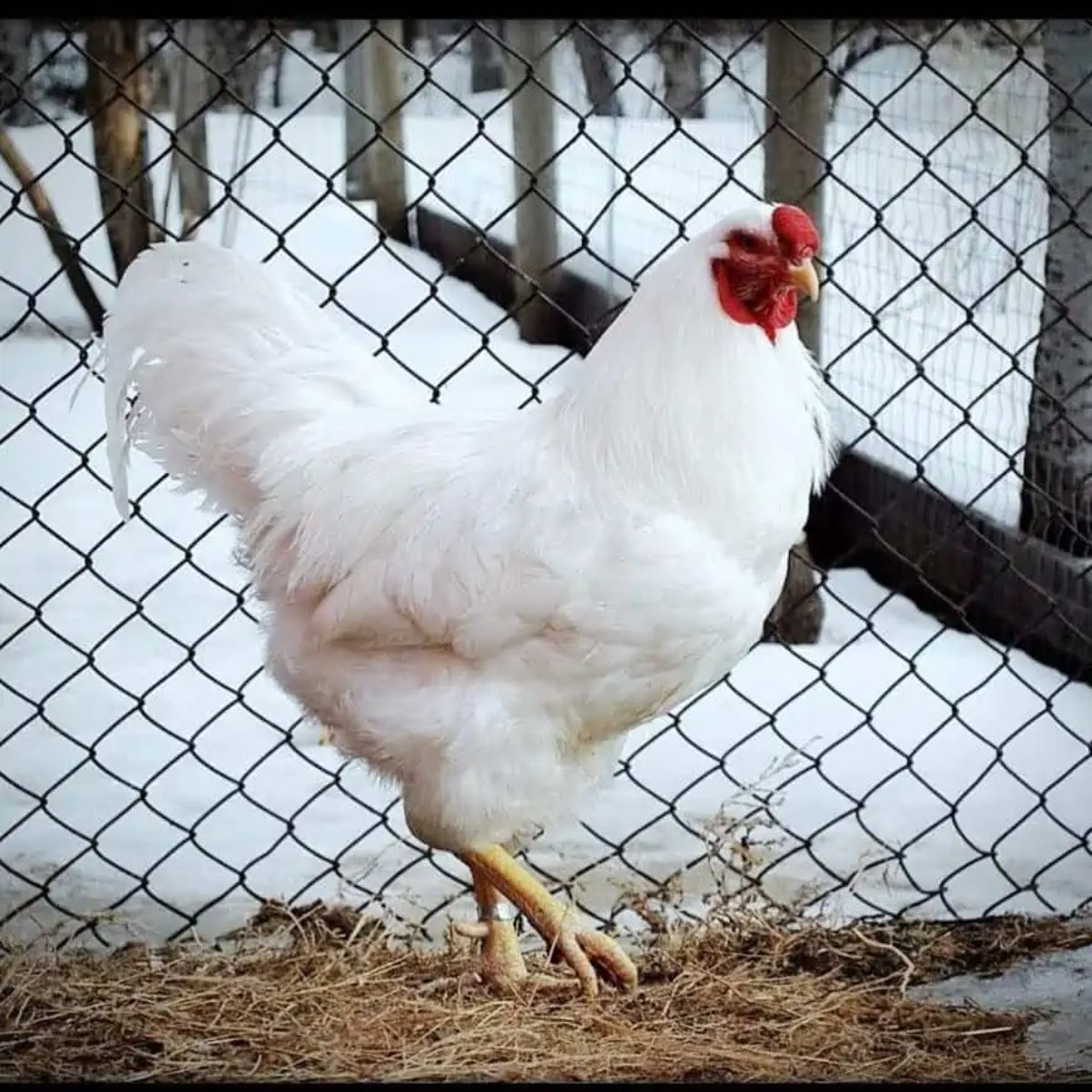 Chantecler Chicken Breed Info + Where to Buy - Chicken & Chicks Info