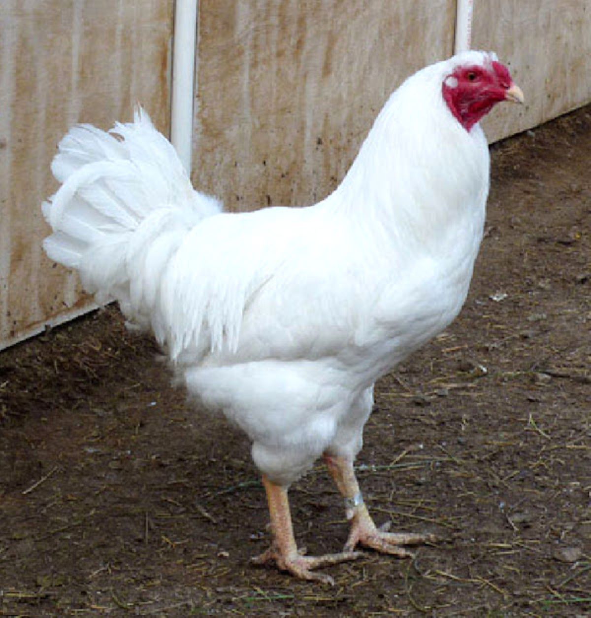 An adorable white Chantecler Chicken in a backyard.