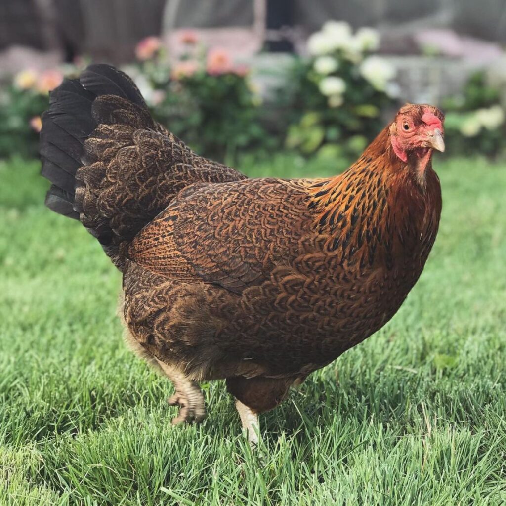 Chantecler Chicken Breed Info + Where to Buy - Chicken & Chicks Info