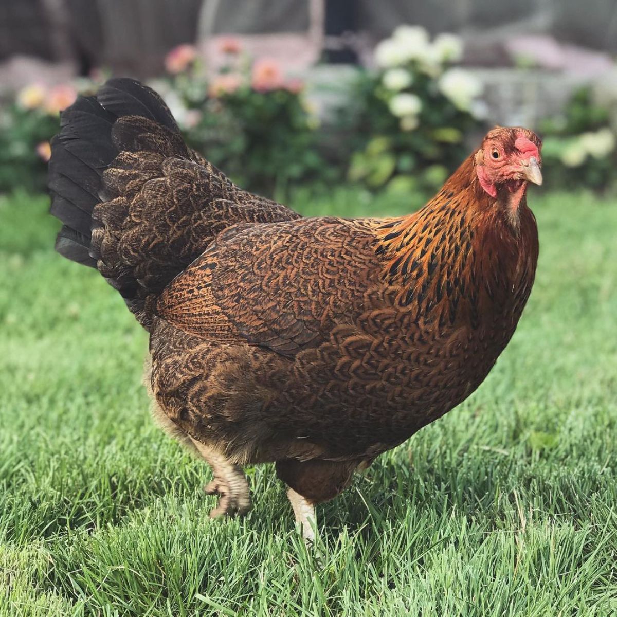 A beautiful partridge Chantecler Chicken walking on a green pasture.