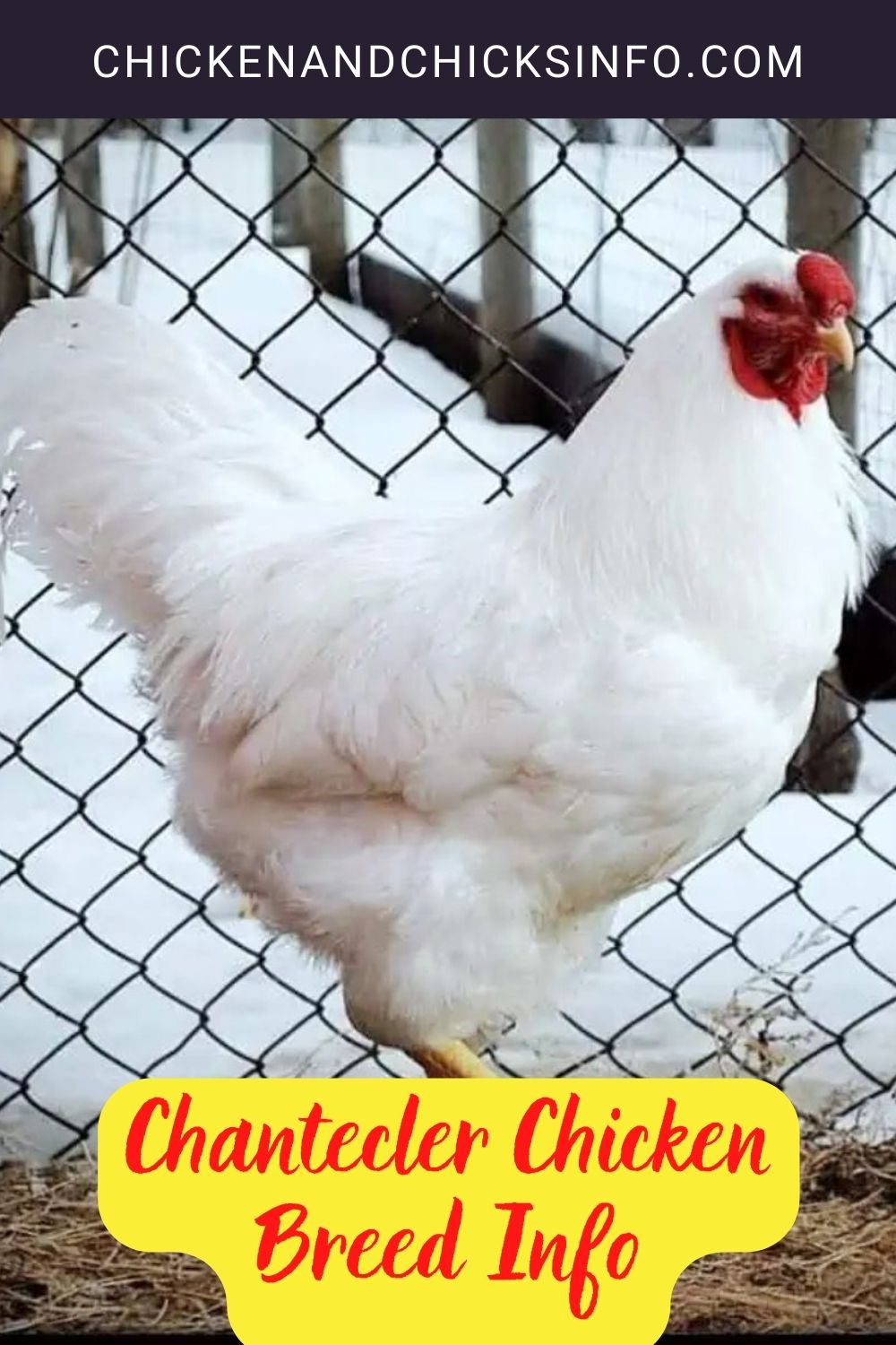 Chantecler Chicken Breed Info pinterest image.