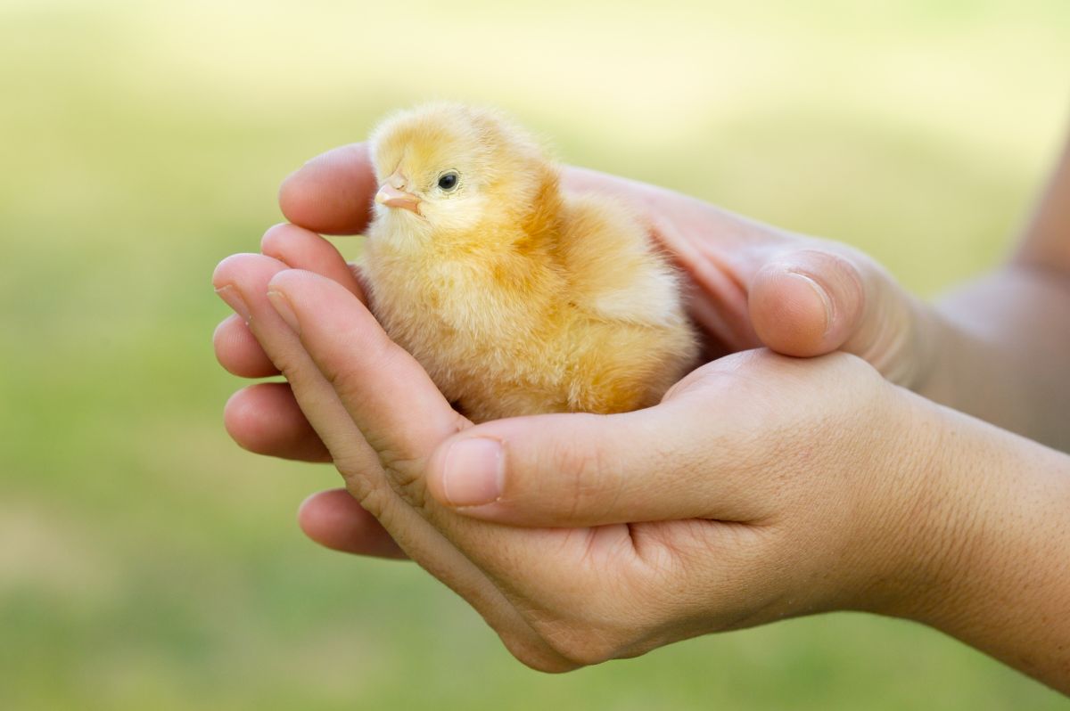 A farmer holding a cute yellow chick in his hands.