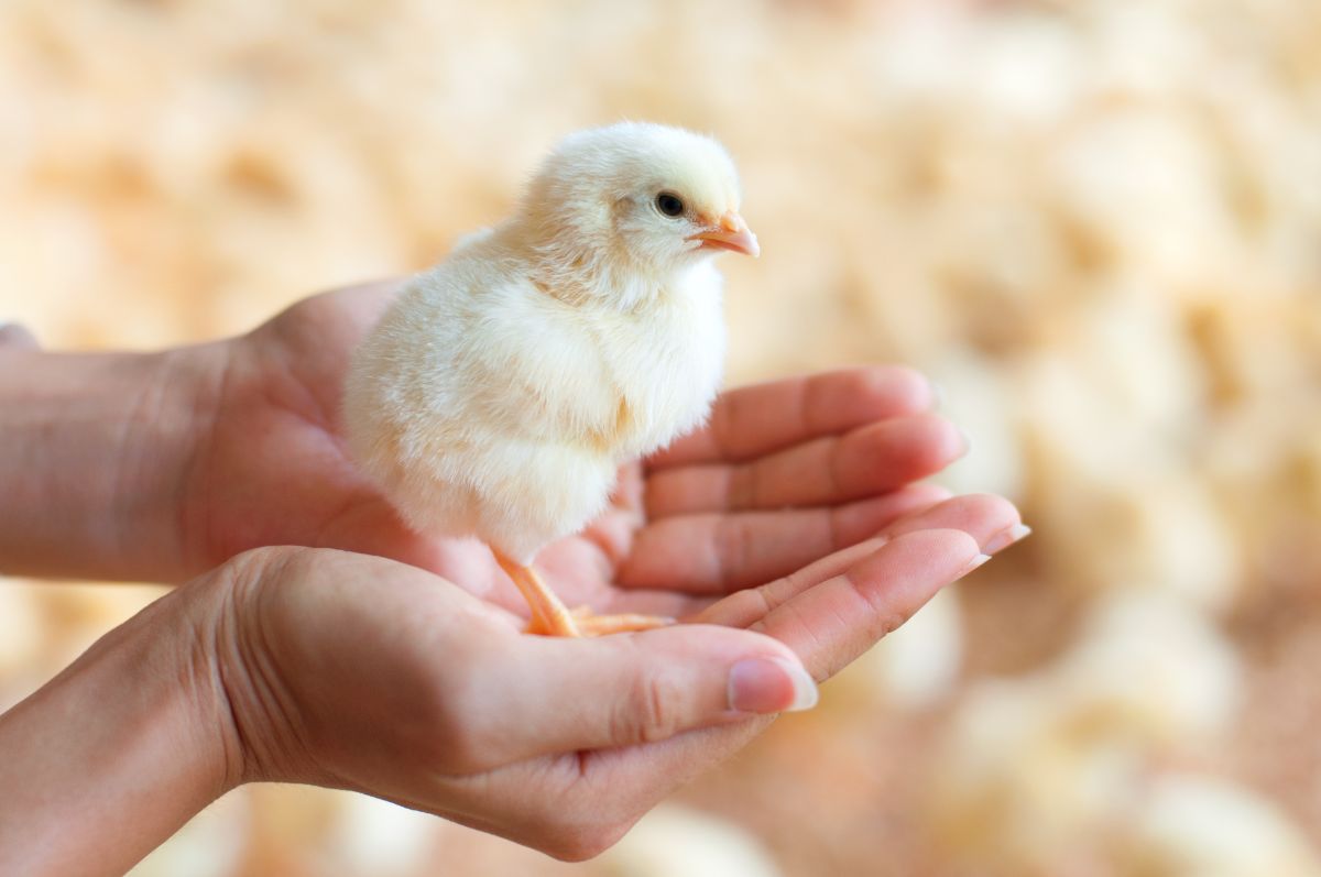 A farmer holding a cute yellow chick in his hands.