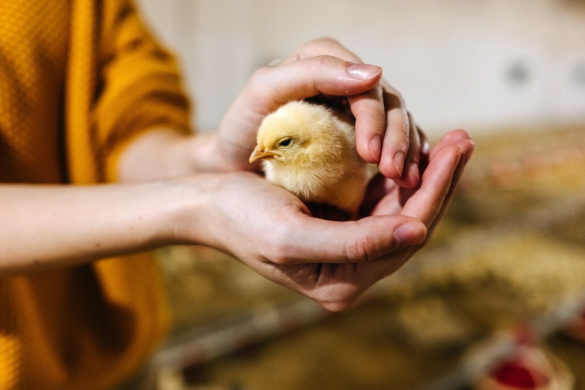 A farmer holding a cute yellow chick in his hands.