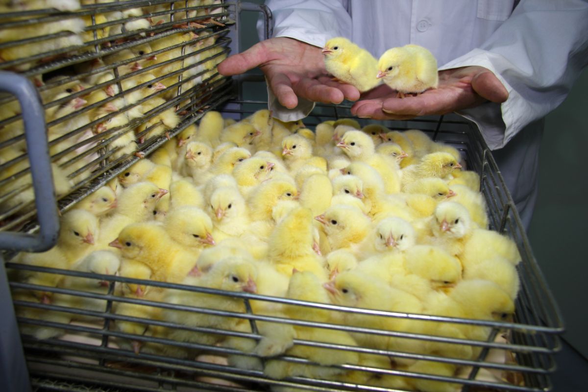 A farmer holding two cute chicks on his palms.