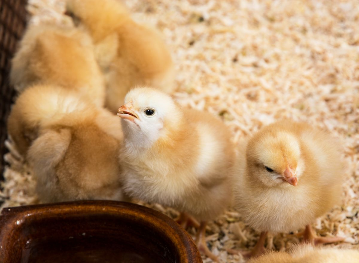 A bunch of adorable chicks on a farm.