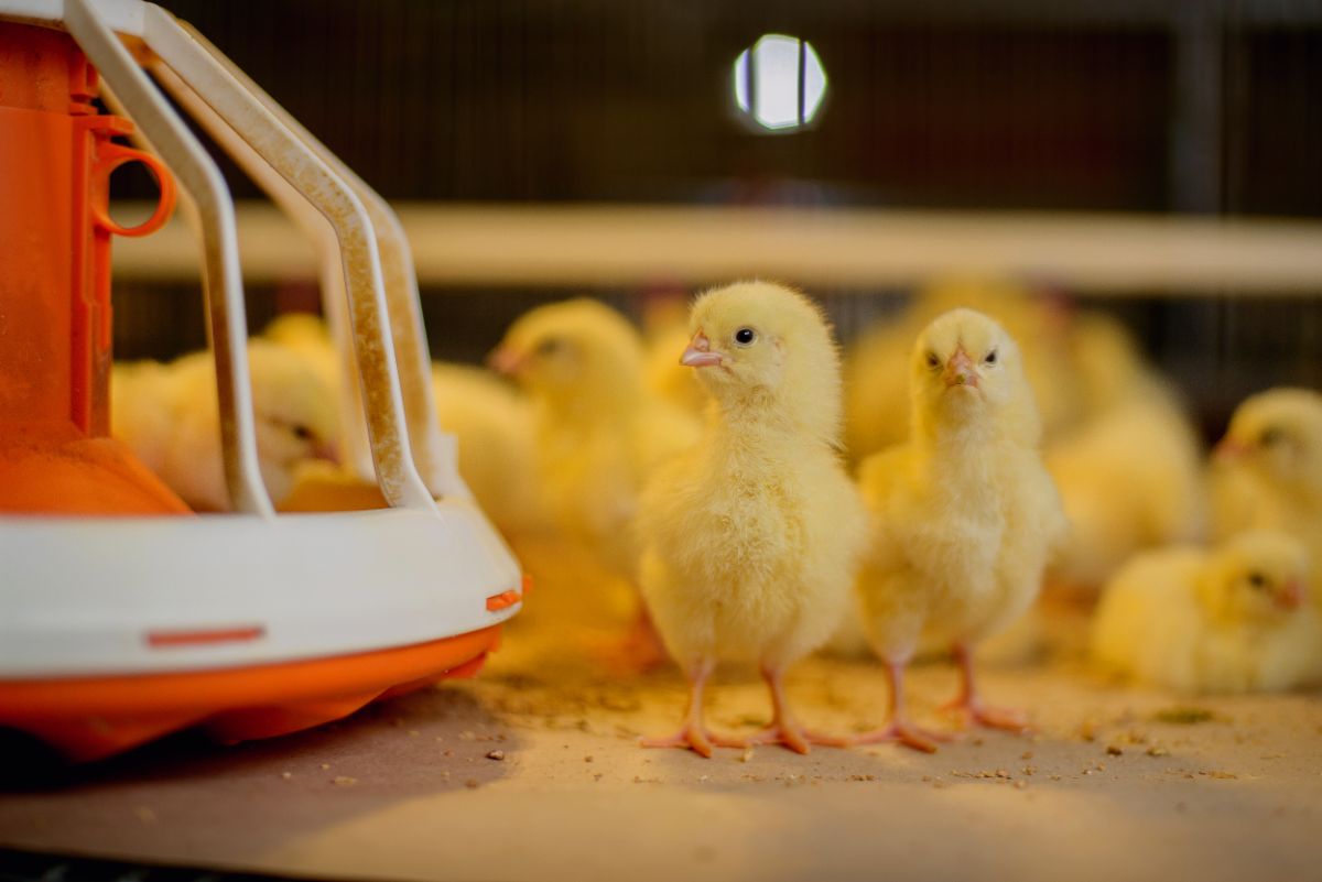 Two adorable yellow chicks near a feeder on a farm.