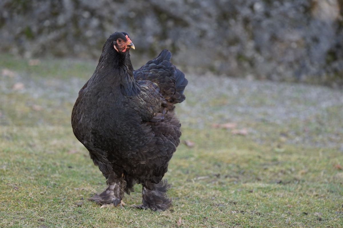 A beautiful black Cochin Chicken in a backyard pasture.