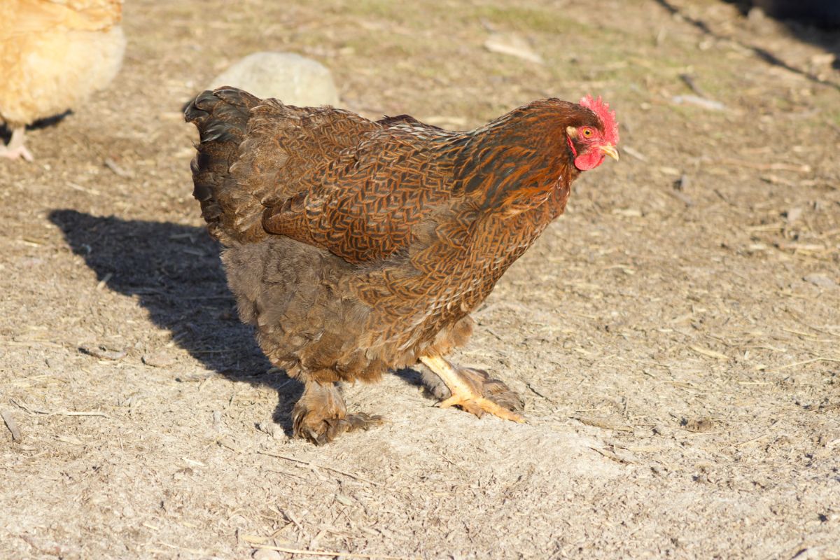 A beautiful brown Cochin Chicken in a backyard on a sunny day.