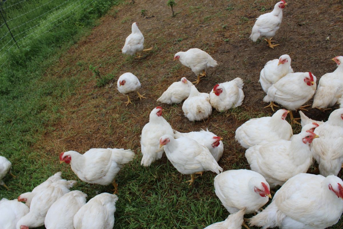 A Cornish Cross Chicken flock in a backyard.