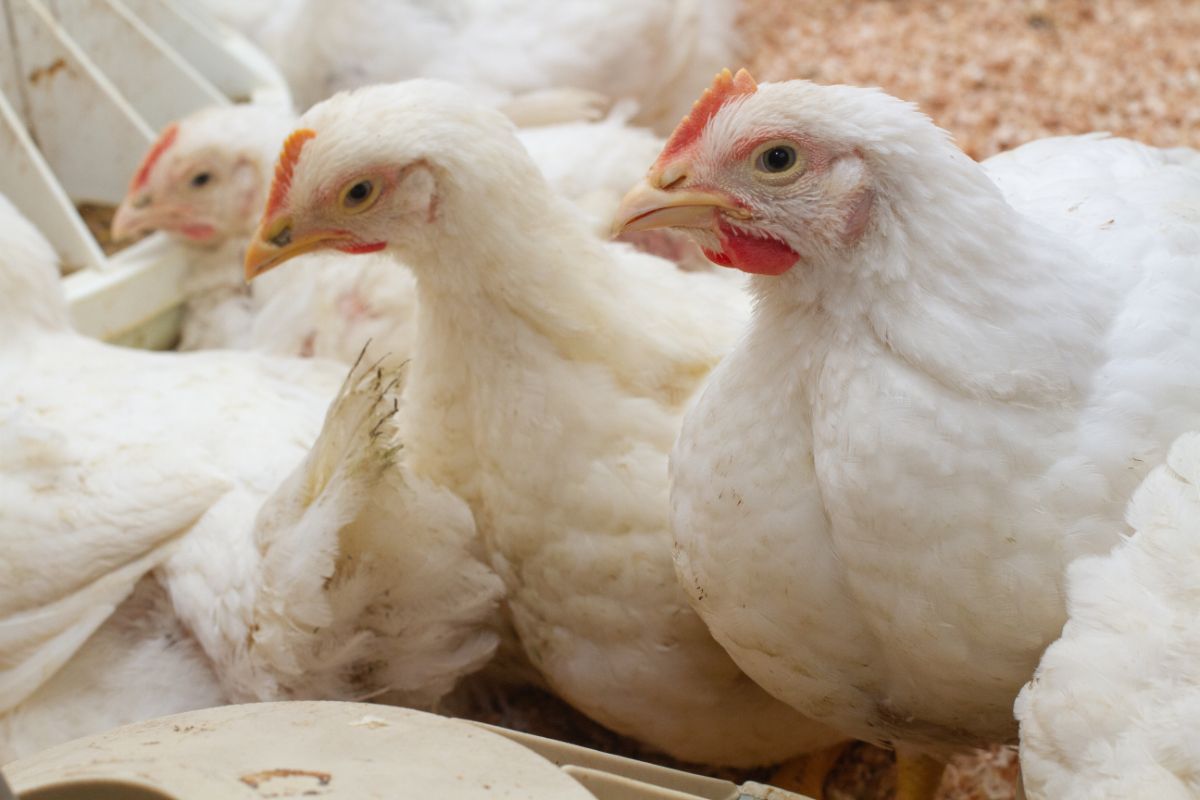 A Cornish Cross Chicken flock in a chicken coop.