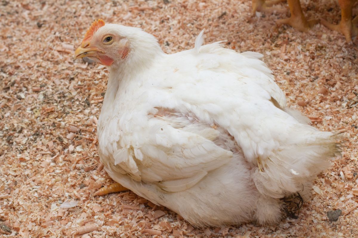 A molting Cornish Cross Chicken in a chicken coop.