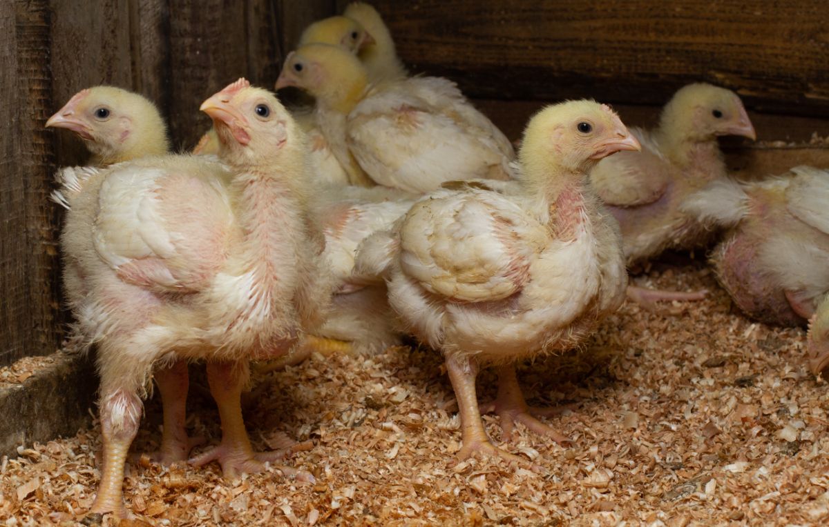 Young molting Cornish Cross Chickens in a chicken coop.