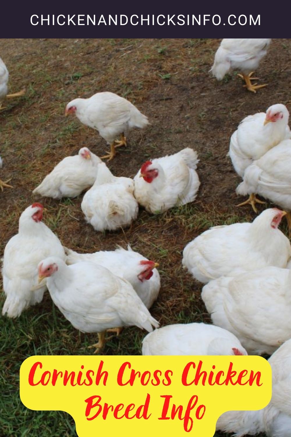 Cornish Cross Chicken Breed Info pinterest image.