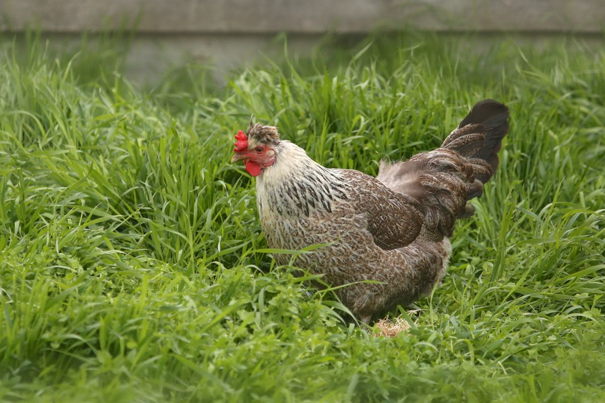 A Cream Legbar rooster in tall grass.