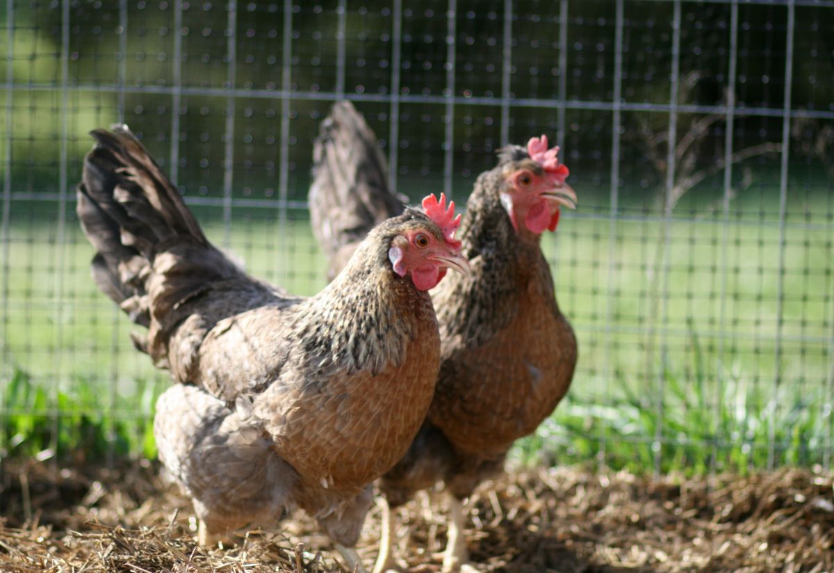 Two Cream Legbar chickens in a backyard.