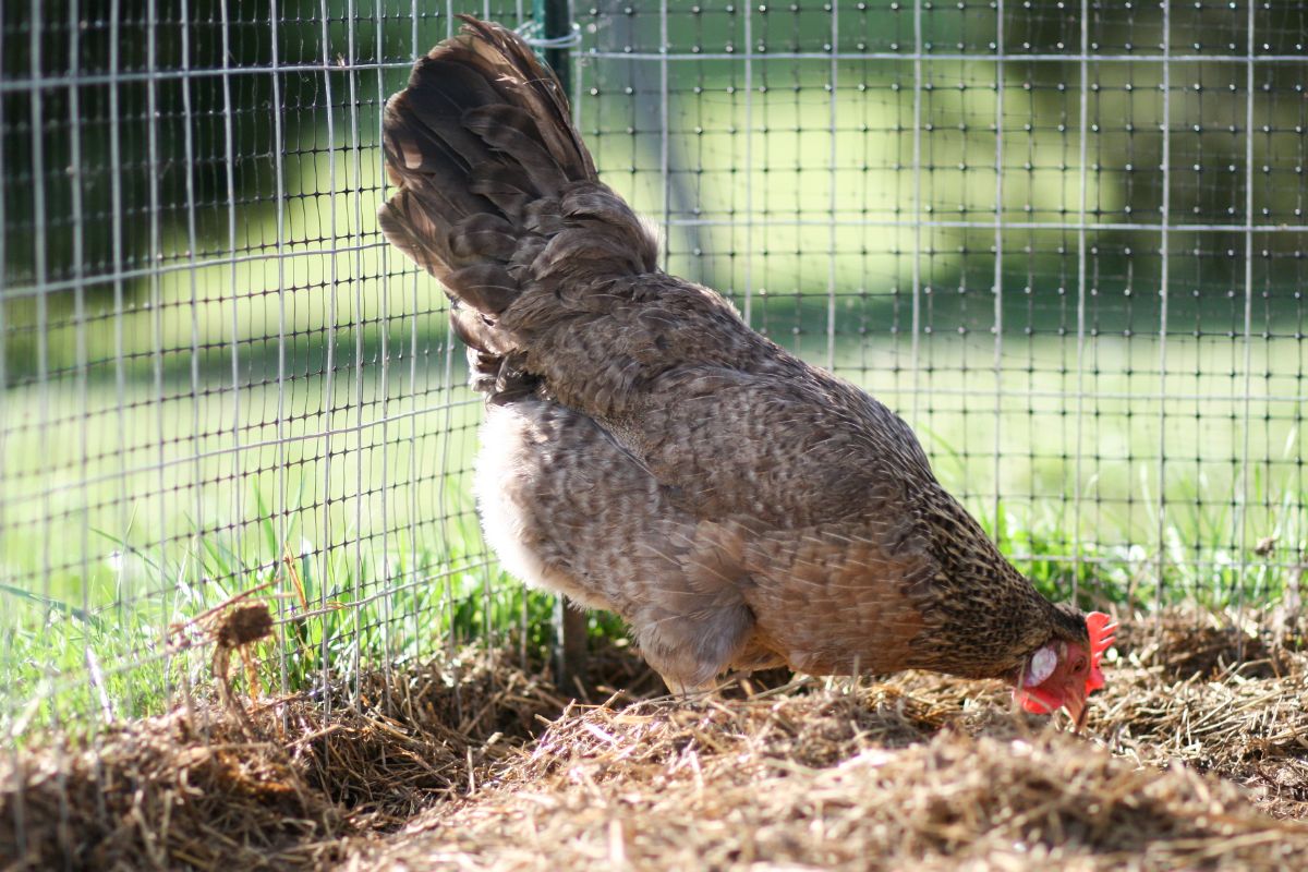 A Cream Legbar hen gobbling in a chicken coop.