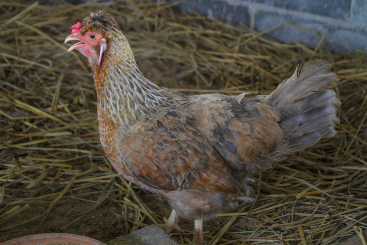 A Cream Legbar chicken standing in a chicken coop.
