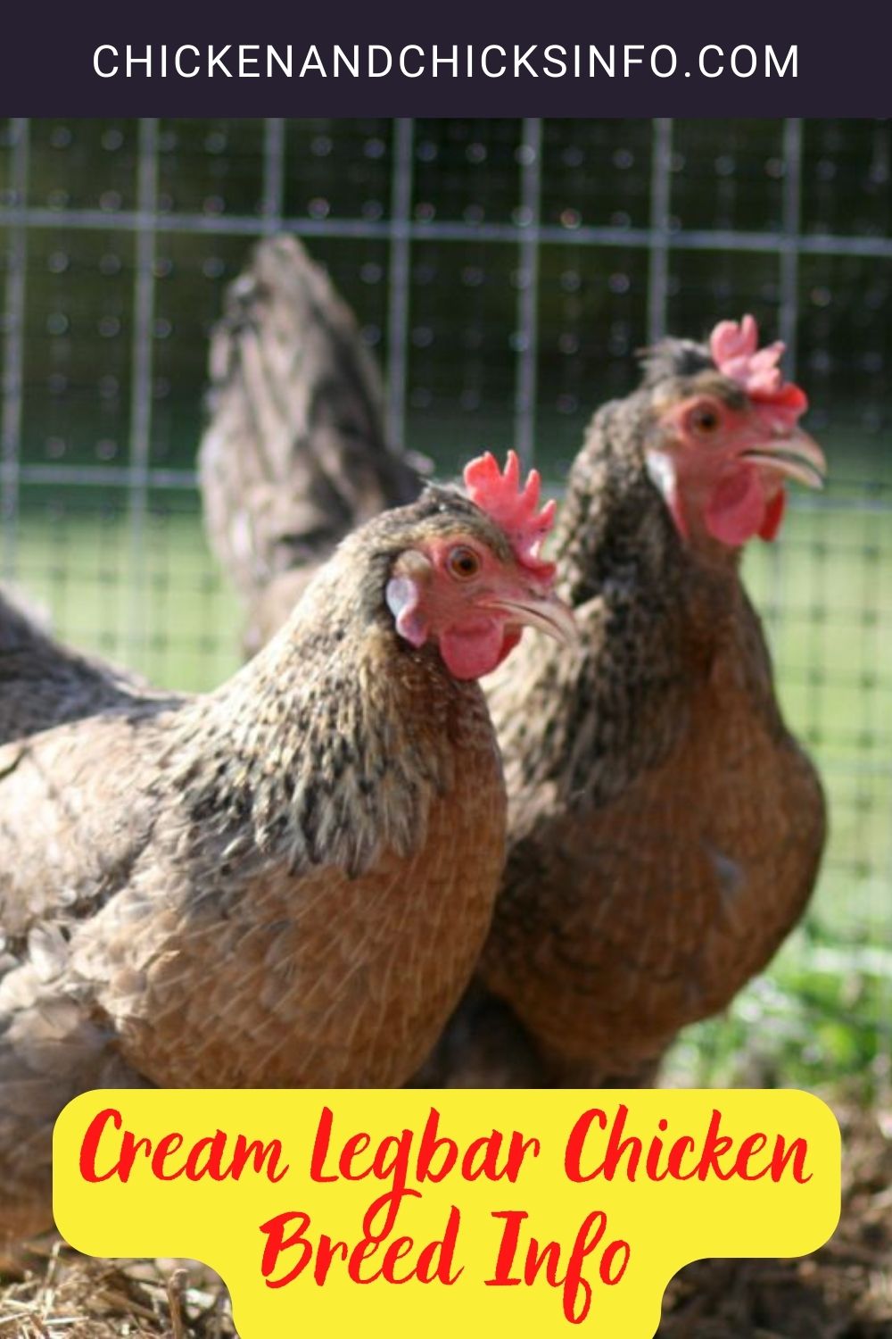 Cream Legbar Chicken Breed Info pinterest image.