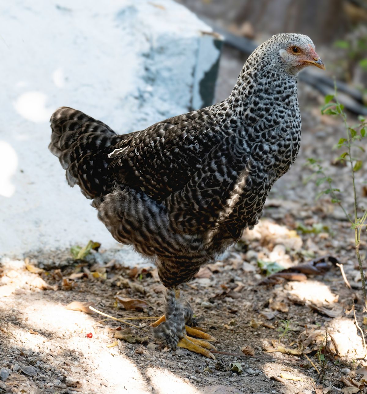 A young Cuckoo Marans Chicken in a backyard.